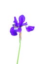 Blue flag (Iris orientalis) Royalty Free Stock Photo