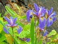 blue flag Iris at pond edge in Summer Royalty Free Stock Photo