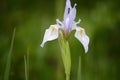 Blue Flag Iris Wildflowers in the Snowy Range Mountains, Wyoming Royalty Free Stock Photo