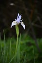 Blue Flag Iris Wildflowers in the Snowy Range Mountains, Wyoming Royalty Free Stock Photo