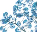 Blue Flam-boyant flower background