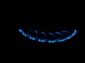 Blue flame of gas on a cooker