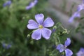 Blue Flax