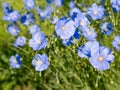 Blue flax blooming field at summer