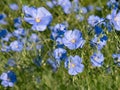 Blue flax blooming in a meadow