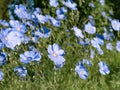 Blue flax blooming on meadow