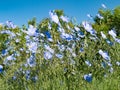 Blue flax blooming on blue sky background