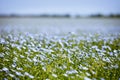 Blue Flax Field Flowers