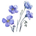 Blue flax. Floral botanical flower. Wild spring leaf wildflower isolated. Royalty Free Stock Photo