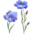 Blue flax. Floral botanical flower. Wild spring leaf wildflower isolated. Royalty Free Stock Photo