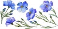 Blue flax. Floral botanical flower. Wild spring leaf wildflower isolated. Royalty Free Stock Photo