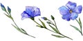 Blue flax. Floral botanical flower. Wild spring leaf wildflower isolated. Royalty Free Stock Photo