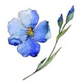 Blue flax. Floral botanical flower. Wild spring leaf wildflower isolated. Royalty Free Stock Photo