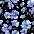 Blue flax. Floral botanical flower. Wild spring leaf wildflower pattern. Royalty Free Stock Photo