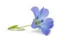 Blue Flax Flower