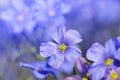 Blue Flax flower Linum austriacum