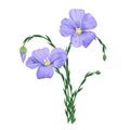 Blue flax flower on white. Linum usitatissimum