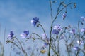 Blue flax flowers close up by blue sky