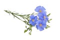 Blue Flax flowers isolated on white background with clipping path Royalty Free Stock Photo