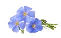 Blue Flax flowers isolated on white background with clipping path Royalty Free Stock Photo