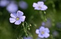 Blue flax flowers ( Linum austriacum )