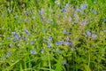 Blue flax flowers Linum austriacum on meadow