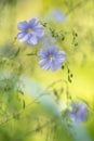 Blue flax flowers on soft green background. artistic image of flowers.