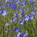 Blue Flax flower in grassy field