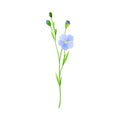 Blue Flax or Linseed Flowers with Five Petals as Cultivated Flowering Plant Specie Vector Illustration