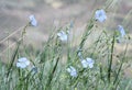 Blue Flax Linum Lewisii