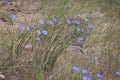 Blue Flax Linum lewisii Wildflower Plant