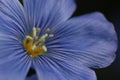 Blue Flax Up Close