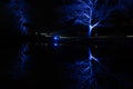 Blue Floodlit Trees in Winter.