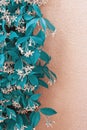 Blue flora. Beautiful decorative background with leaves and flowers of jasmine. Floral border, copy space Royalty Free Stock Photo