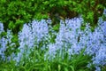 Blue flora blooming in a lush grassy meadow. Bluebell Scilla Siberica flowers growing in a quiet peaceful private home