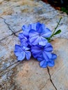 blue flora on floor
