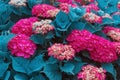 Blue flora. Red flowers of hydrangea with blue leaves