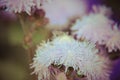 Blue Floss Flowers or Bluemink, Blueweed, Foot, Mexican Paintbrush in Innsbruck Royalty Free Stock Photo