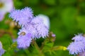 Blue Floss Flowers or Bluemink, Blueweed, Foot, Mexican Paintbrush in Innsbruck Royalty Free Stock Photo
