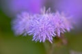 Blue Floss Flowers or Bluemink, Blueweed, Foot, Mexican Paintbrush in Innsbruck Royalty Free Stock Photo