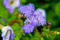 Blue Floss Flowers or Bluemink, Blueweed, Foot, Mexican Paintbrush in Innsbruck Royalty Free Stock Photo