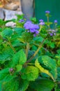 Blue Floss Flowers or Bluemink, Blueweed, Foot, Mexican Paintbrush in Innsbruck Royalty Free Stock Photo