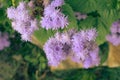 Blue Floss Flowers or Bluemink, Blueweed, Foot, Mexican Paintbrush in Innsbruck Royalty Free Stock Photo