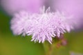 Blue Floss Flowers or Bluemink, Blueweed, Foot, Mexican Paintbrush in Innsbruck Royalty Free Stock Photo