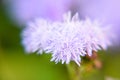 Blue Floss Flowers or Bluemink, Blueweed, Foot, Mexican Paintbrush in Innsbruck Royalty Free Stock Photo