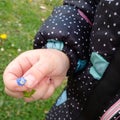 Blue flover in hand