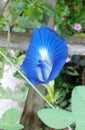 blue flowe Royalty Free Stock Photo