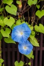 Blue flower, morning glory