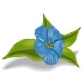 Blue Flower