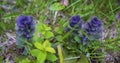 Blue flower Ajuga pyramidalis in grass